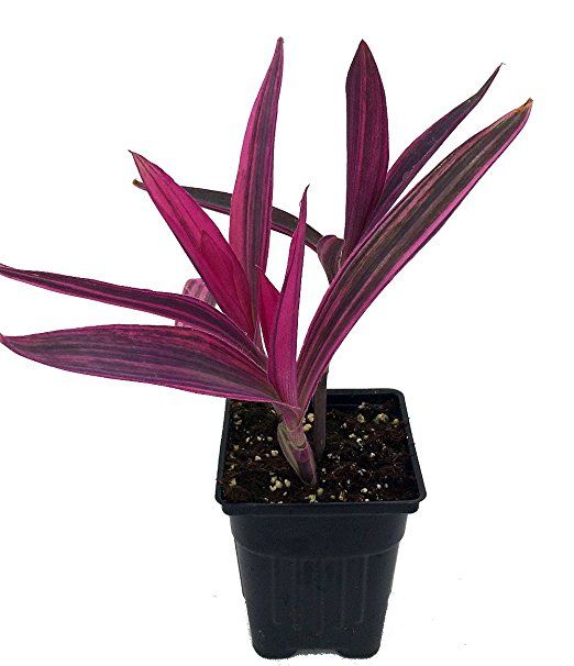 Setcreasea 'Variegated' (Purple Heart) live plant for sale