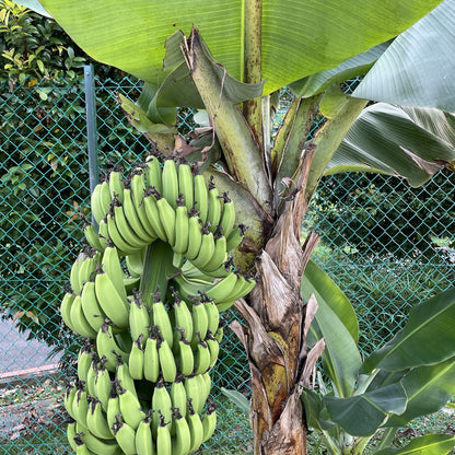 Banana 'Tropicana' live plant ready to ship