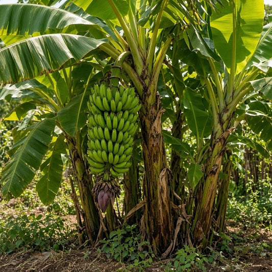 Banana 'Matoke' live plant for sale