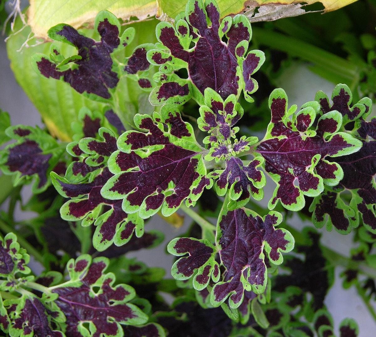 Coleus 'Inky Fingers' live plant from Florida Plants Nursery