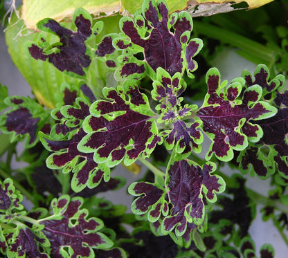 Coleus 'Inky Fingers' live plant from Florida Plants Nursery