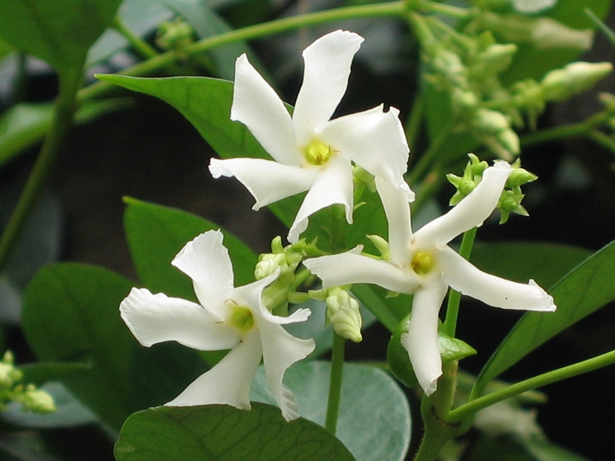 Confederate Jasmine live plant from Florida Plants Nursery