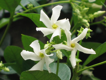 Confederate Jasmine live plant from Florida Plants Nursery