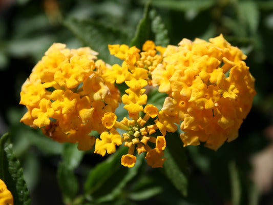 Lantana 'Nugget' live plant for sale