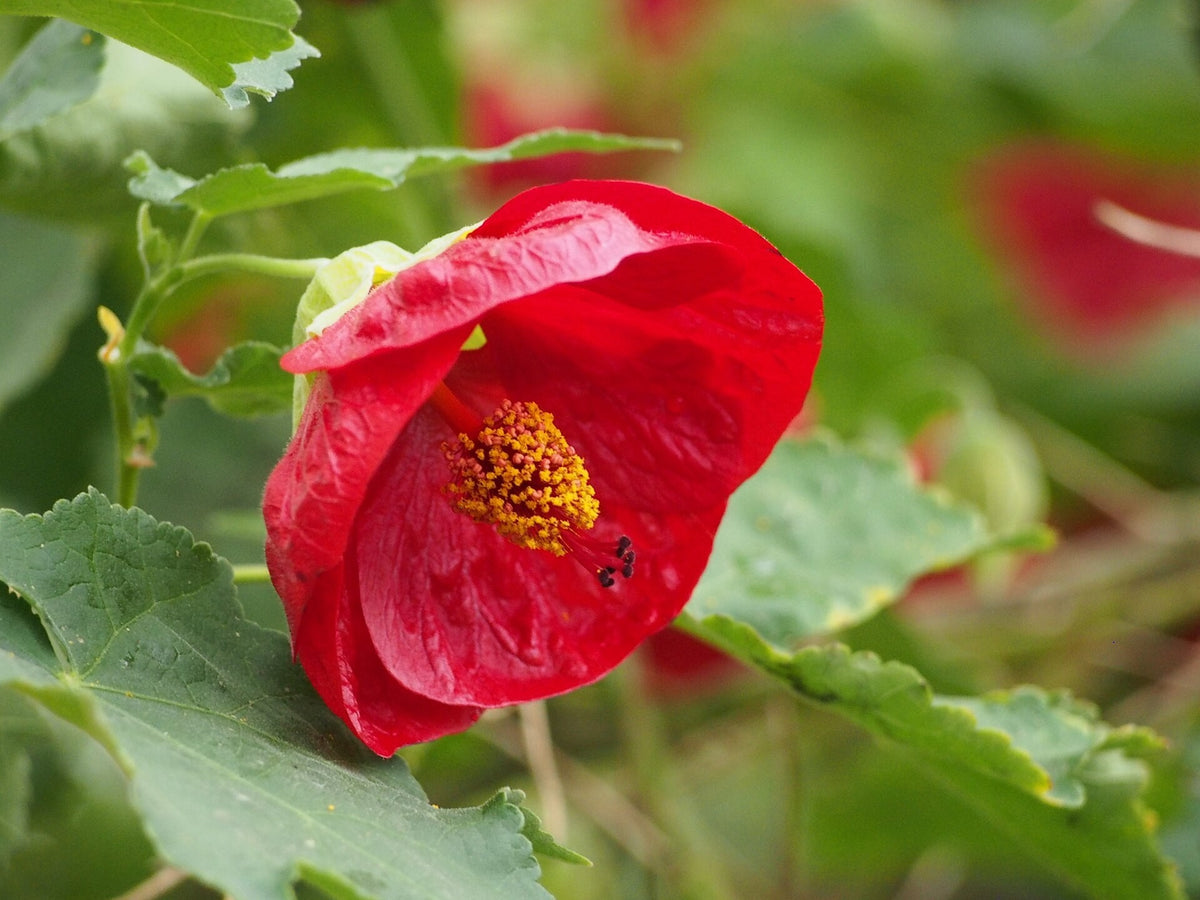 Abutilon 'Red' (Flowering Maple) live plant ready to ship