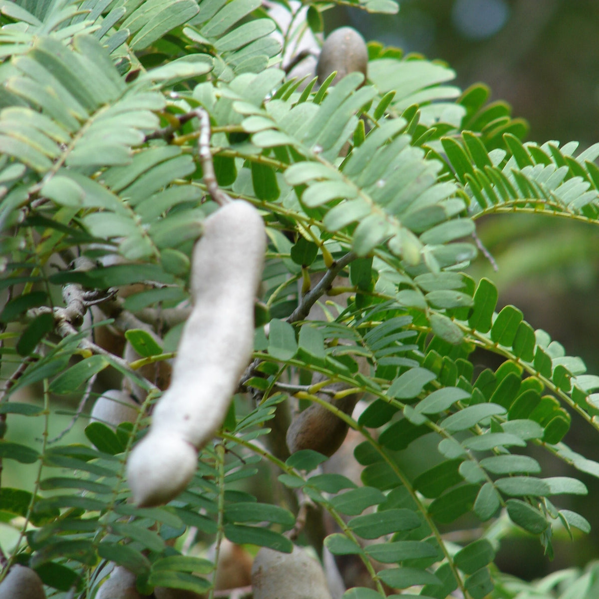 Tamarind Tree bare-root starter plant