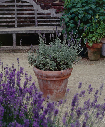 Lavender 'Goodwin Creek' live plant for sale
