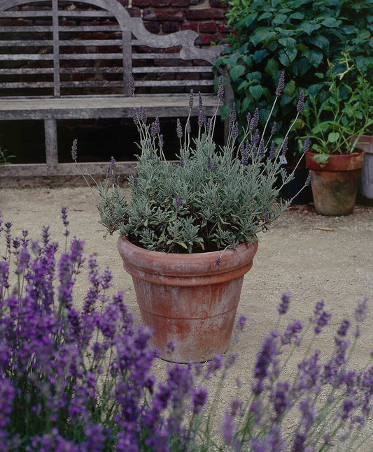 Lavender 'Goodwin Creek' live plant for sale