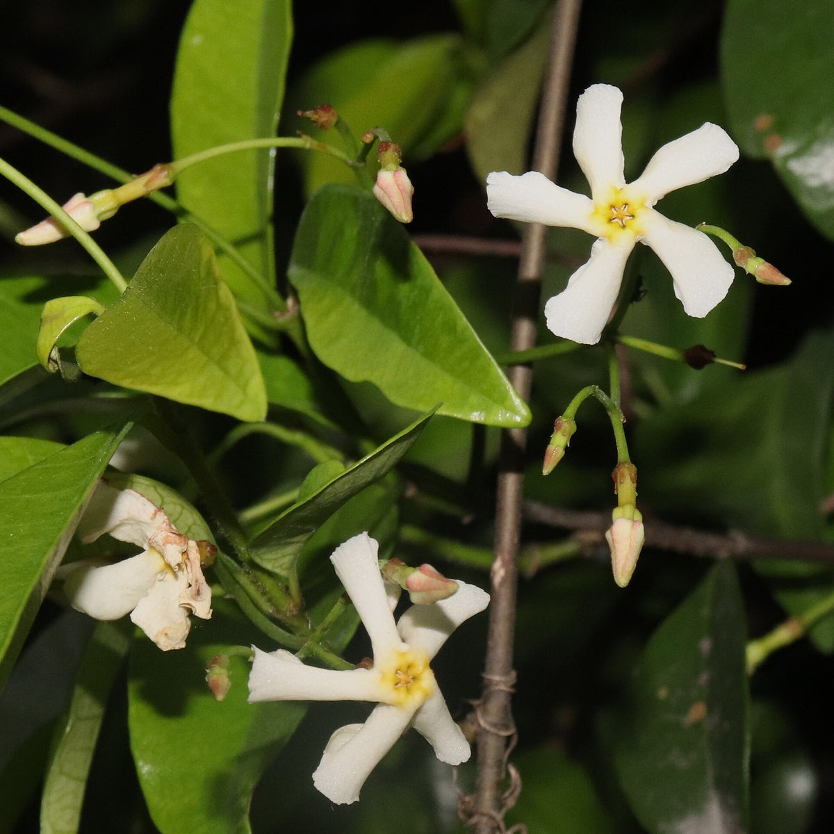Asiatic Jasmine live plant from Florida Plants Nursery