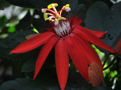 Passiflora vitifolia (Scarlet Passion Flower) live plant pack of 1
