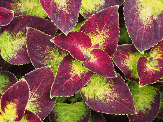 Coleus 'Dipt In Wine' live plant for sale