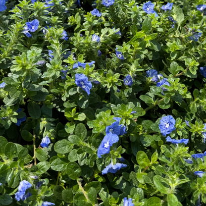 Evolvulus 'Beach Bum Dwarf' bare-root starter plant