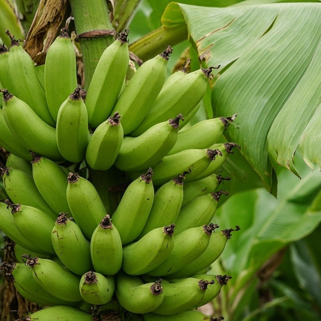 Banana 'Matoke' bare-root starter plant