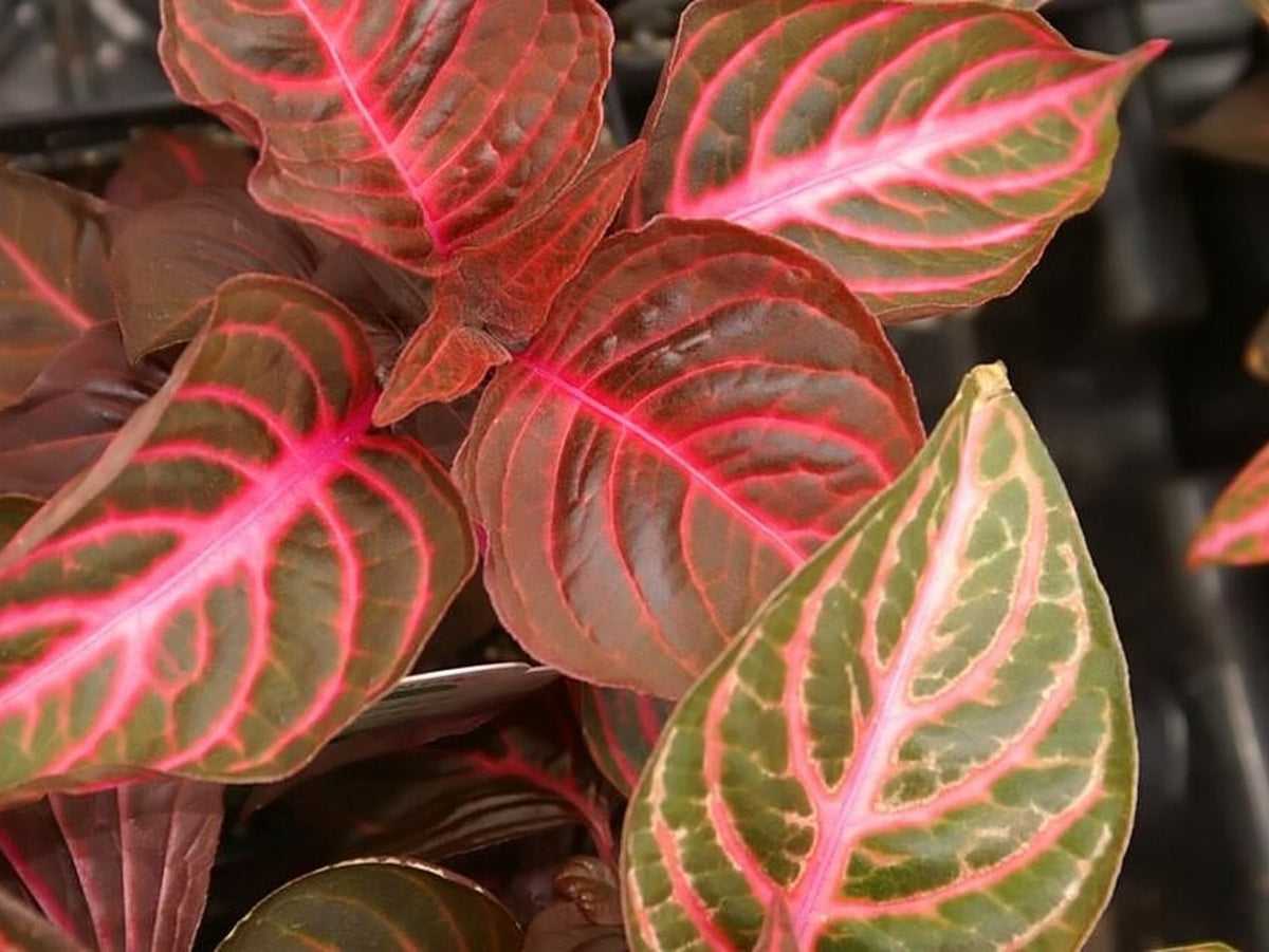 Iresine 'BloodLeaf' live plant from Florida Plants Nursery