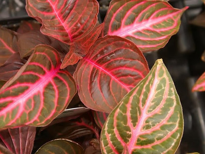 Iresine 'BloodLeaf' live plant from Florida Plants Nursery
