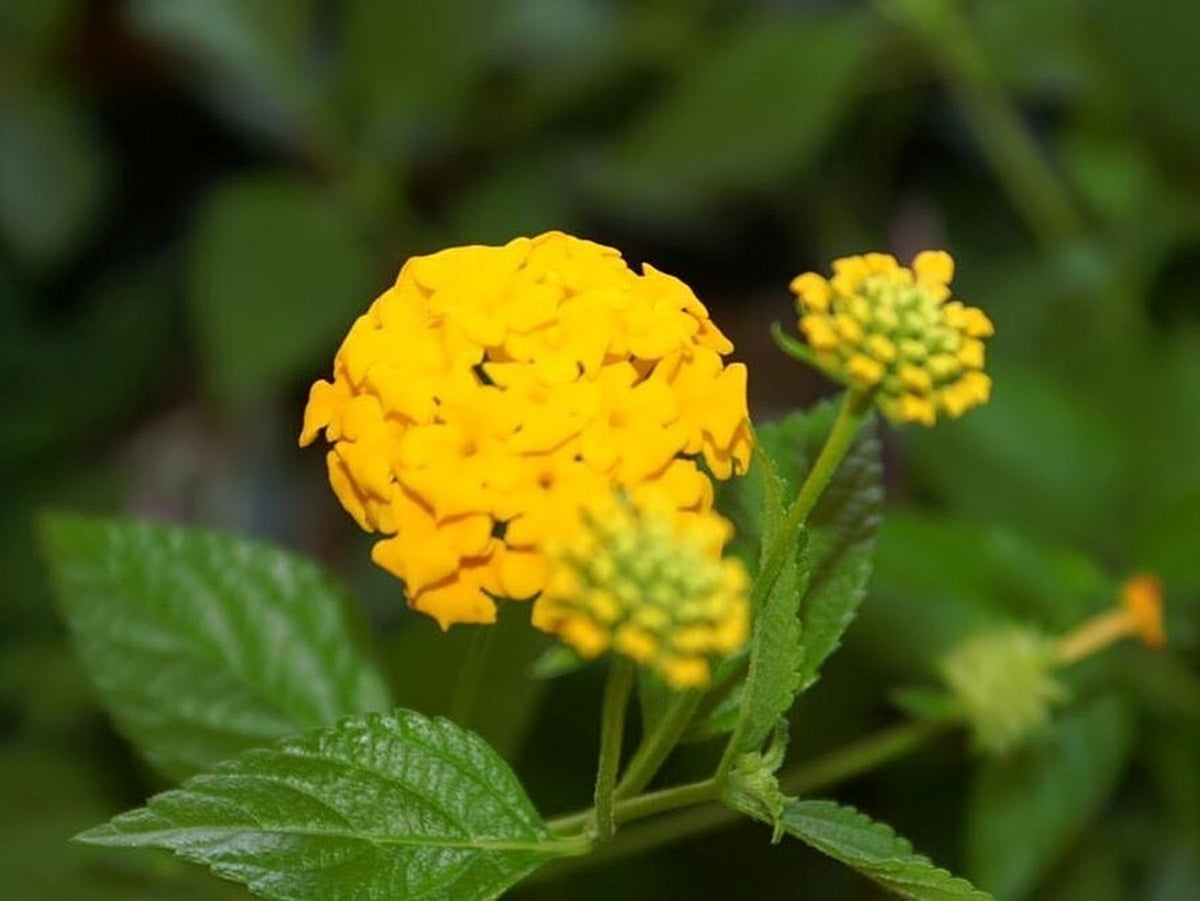 Lantana 'Radiation' live plant from Florida Plants Nursery