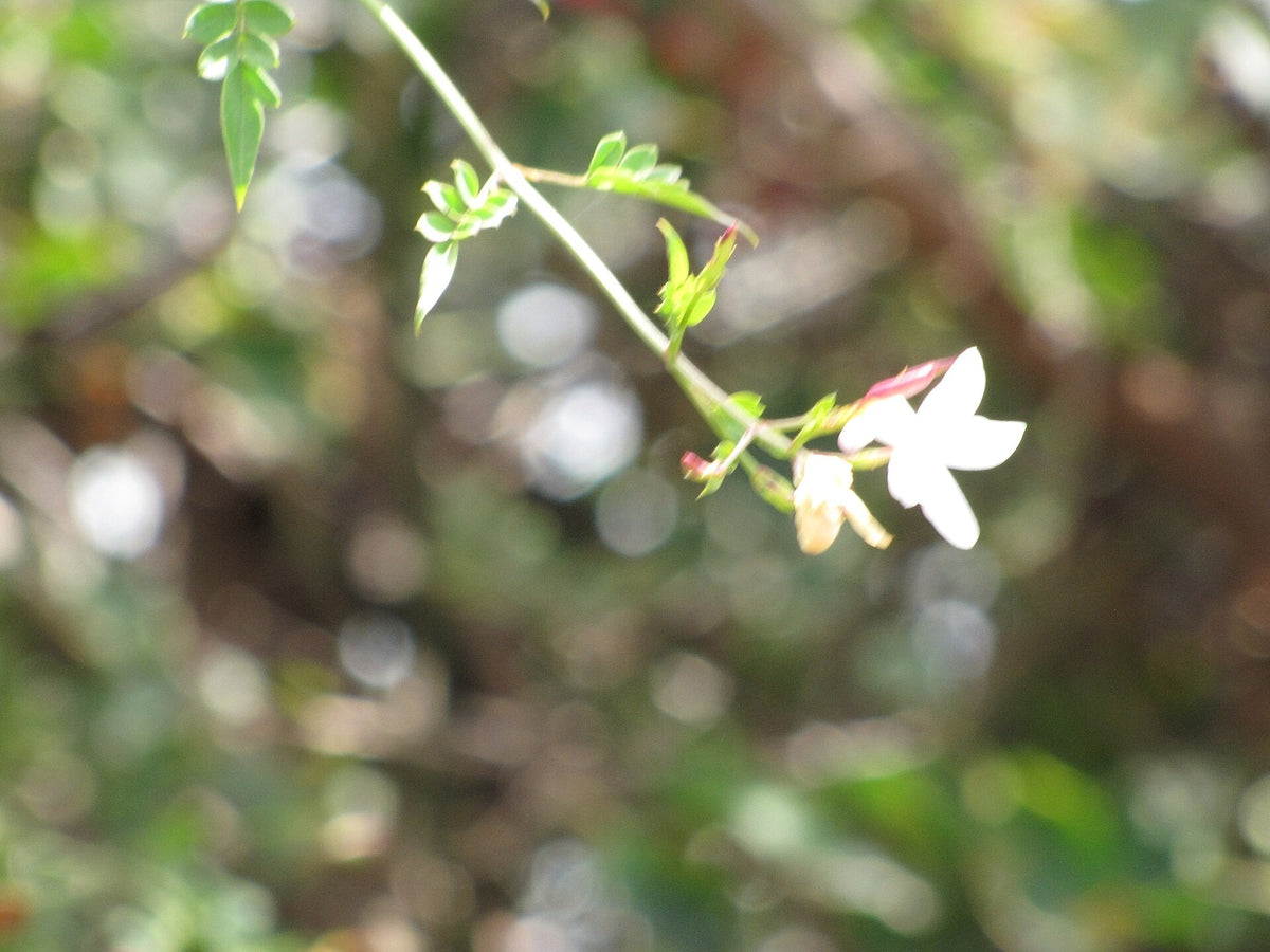 Jasminum grandiflorum 'Poet's Jasmine' live plant ready to ship