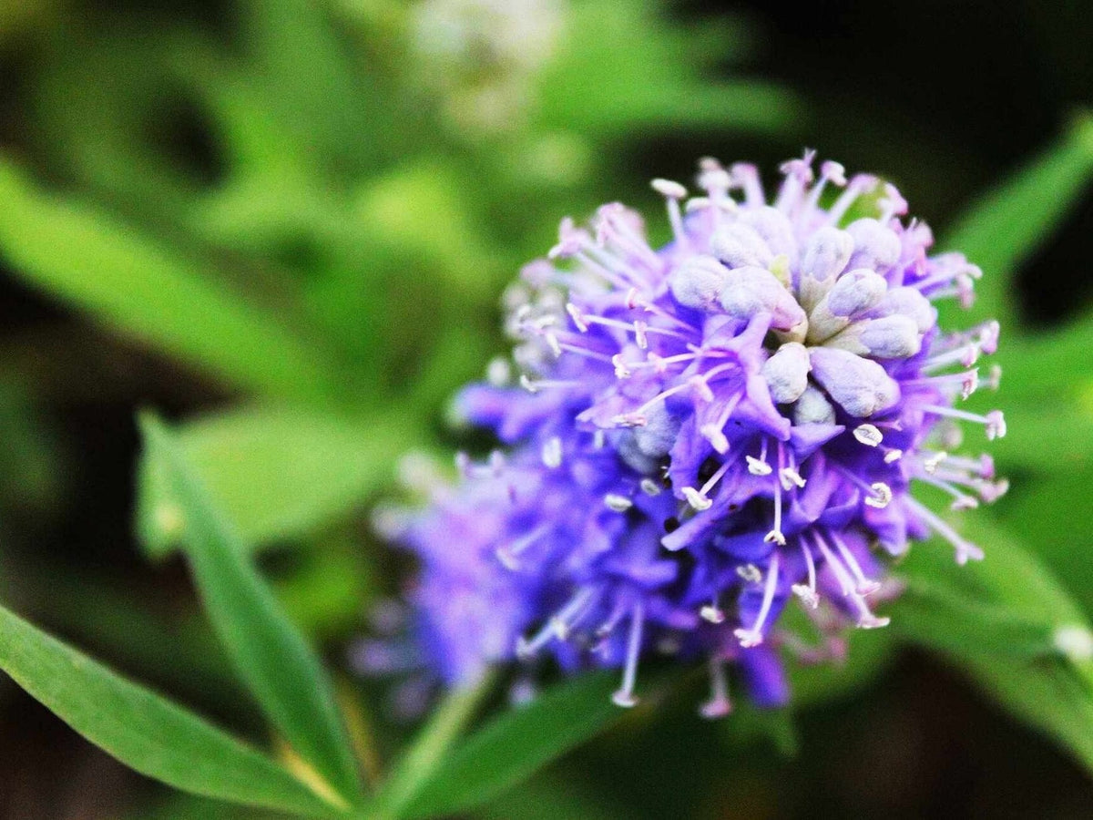 Vitex 'Shoal Creek' (Chaste Tree) live plant pack of 2