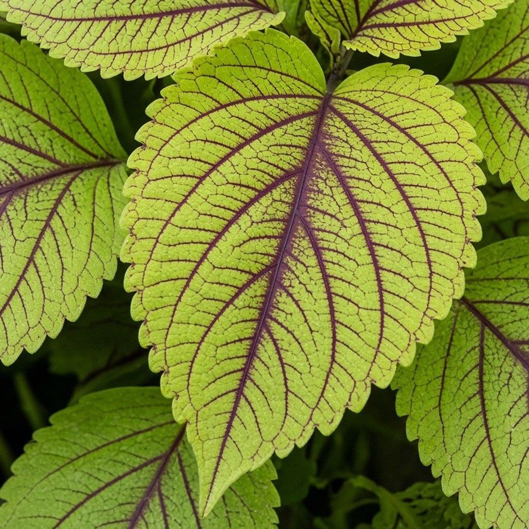 Coleus 'Gays Delight' live plant pack of 2