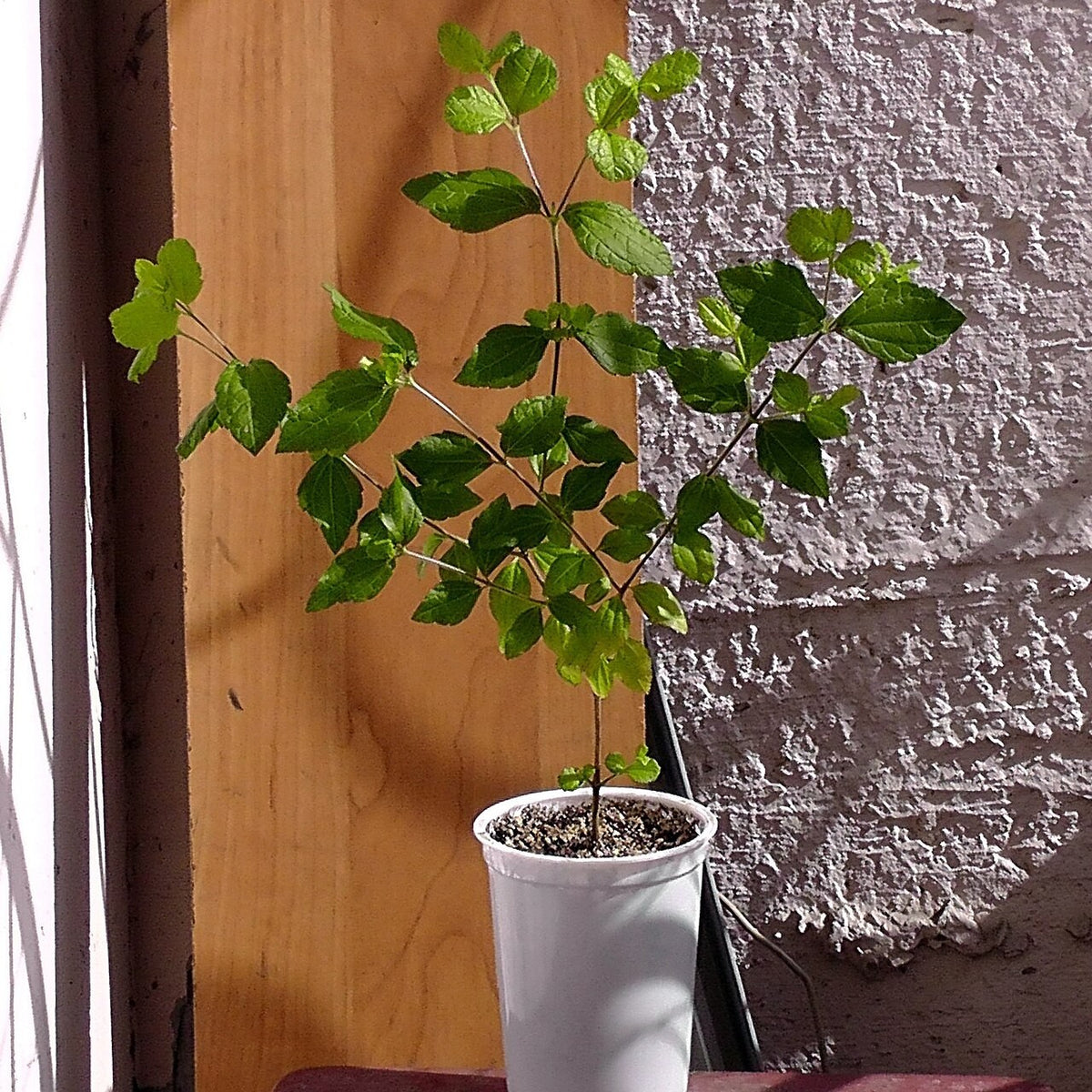 Mexican Dream Herb live plant pack of 2