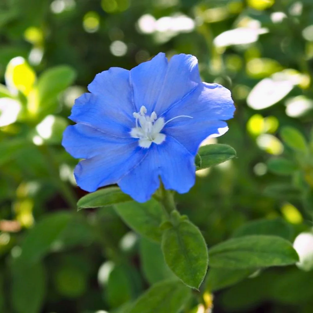 Evolvulus 'Beach Bum Dwarf' live plant ready to ship