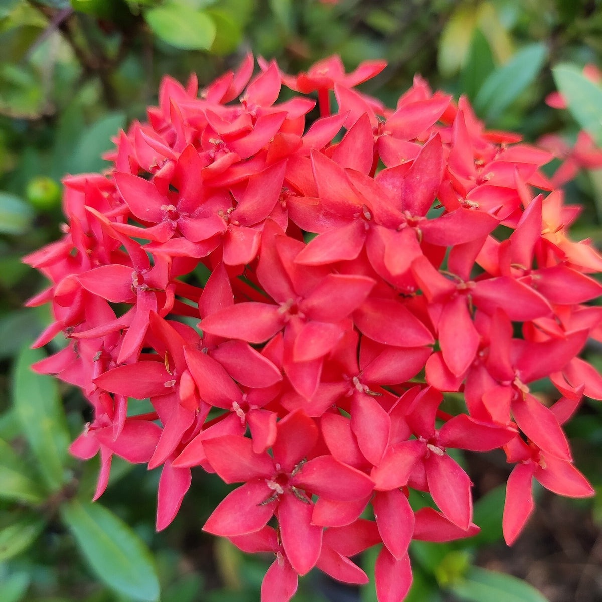 Ixora 'Maui Red' live plant ready to ship