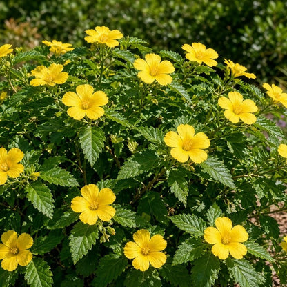 Turnera 'Sundrop' live plant pack of 2