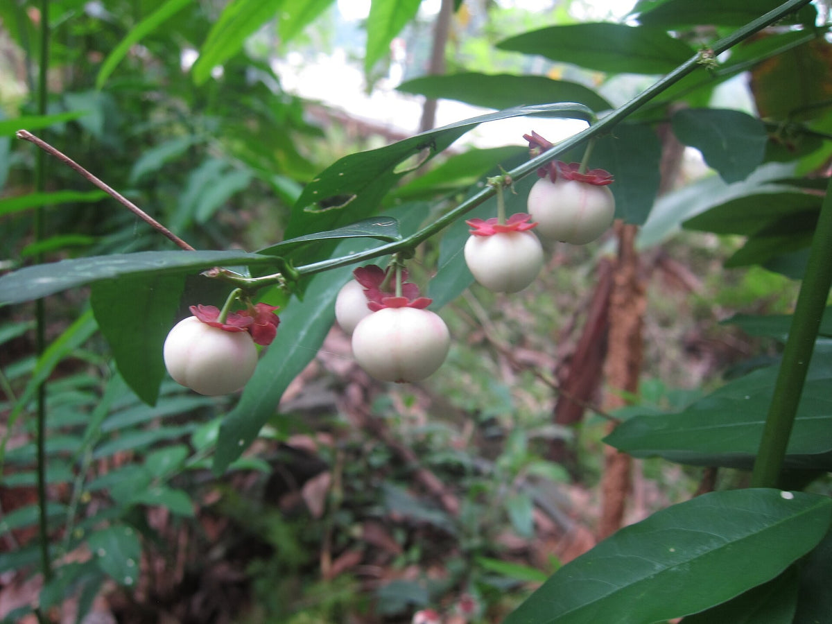 Katuk (Sauropus androgynus) live plant from Florida Plants Nursery