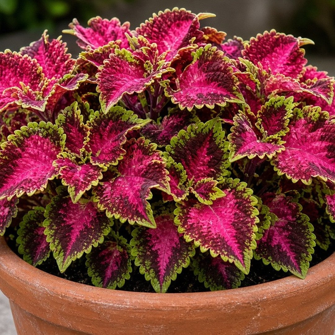 Coleus 'Carnival' bare-root starter plant