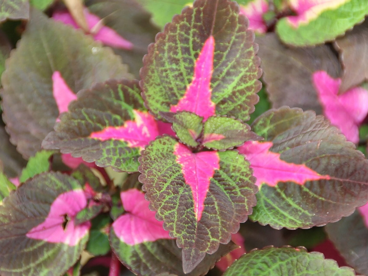 Coleus 'Magilla Perilla' live plant for sale