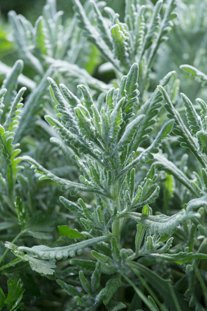Lavender 'Goodwin Creek' live plant ready to ship