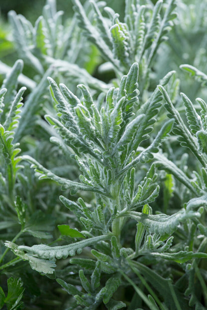 Lavender 'Goodwin Creek' live plant ready to ship