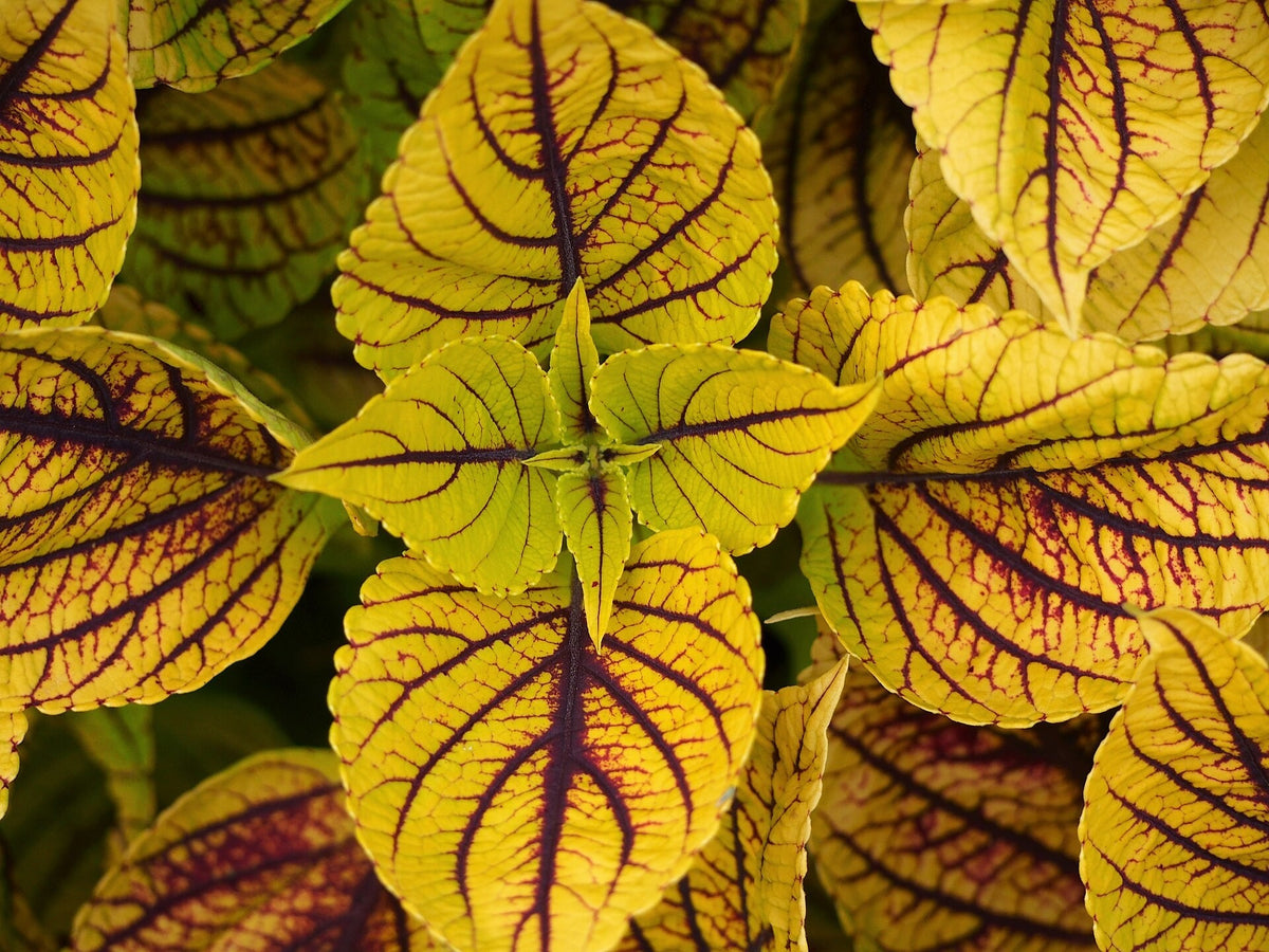 Coleus 'Gays Delight' live plant from Florida Plants Nursery