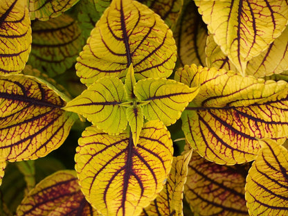 Coleus 'Gays Delight' live plant from Florida Plants Nursery