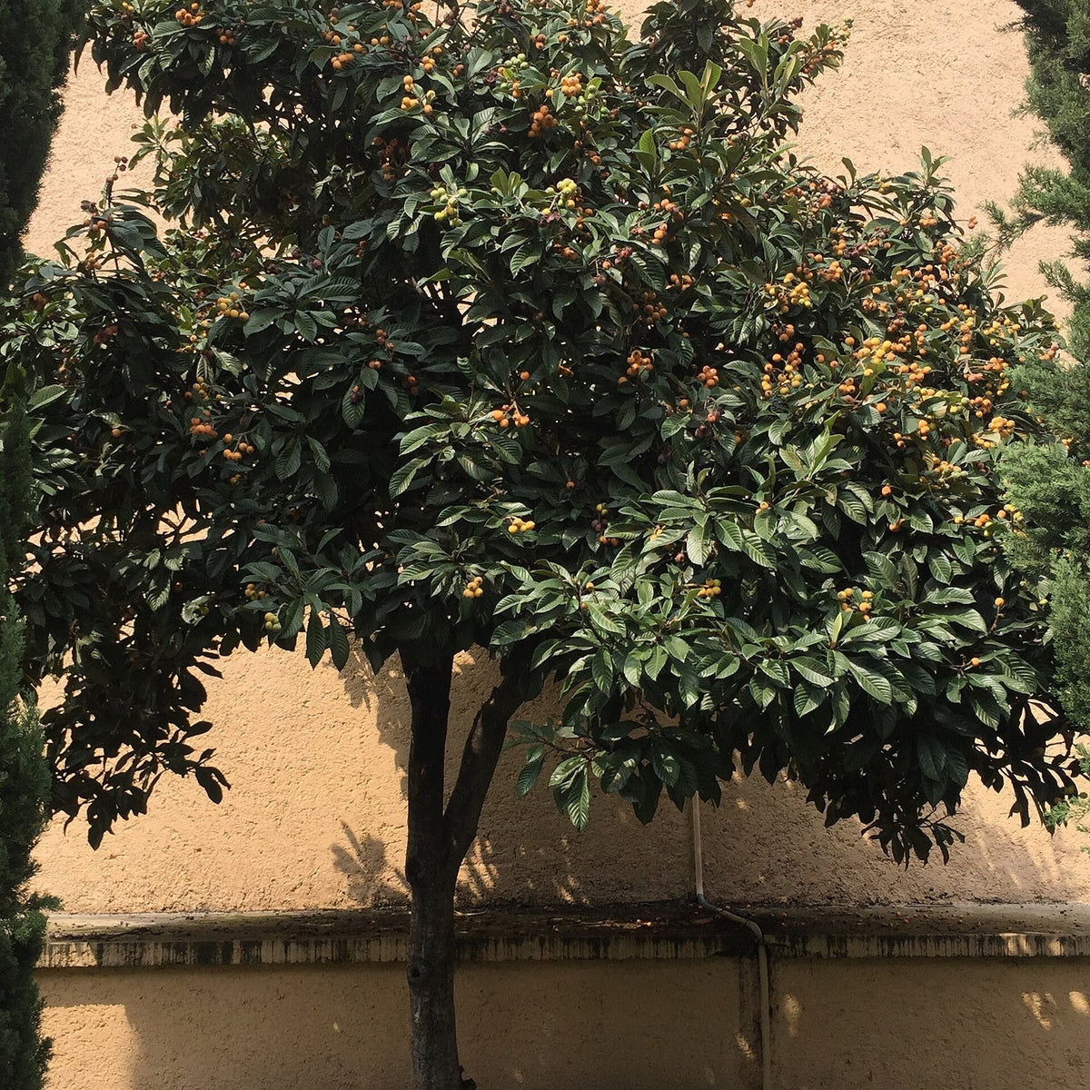 Japanese Loquat (Eriobotrya japonica) live plant for sale