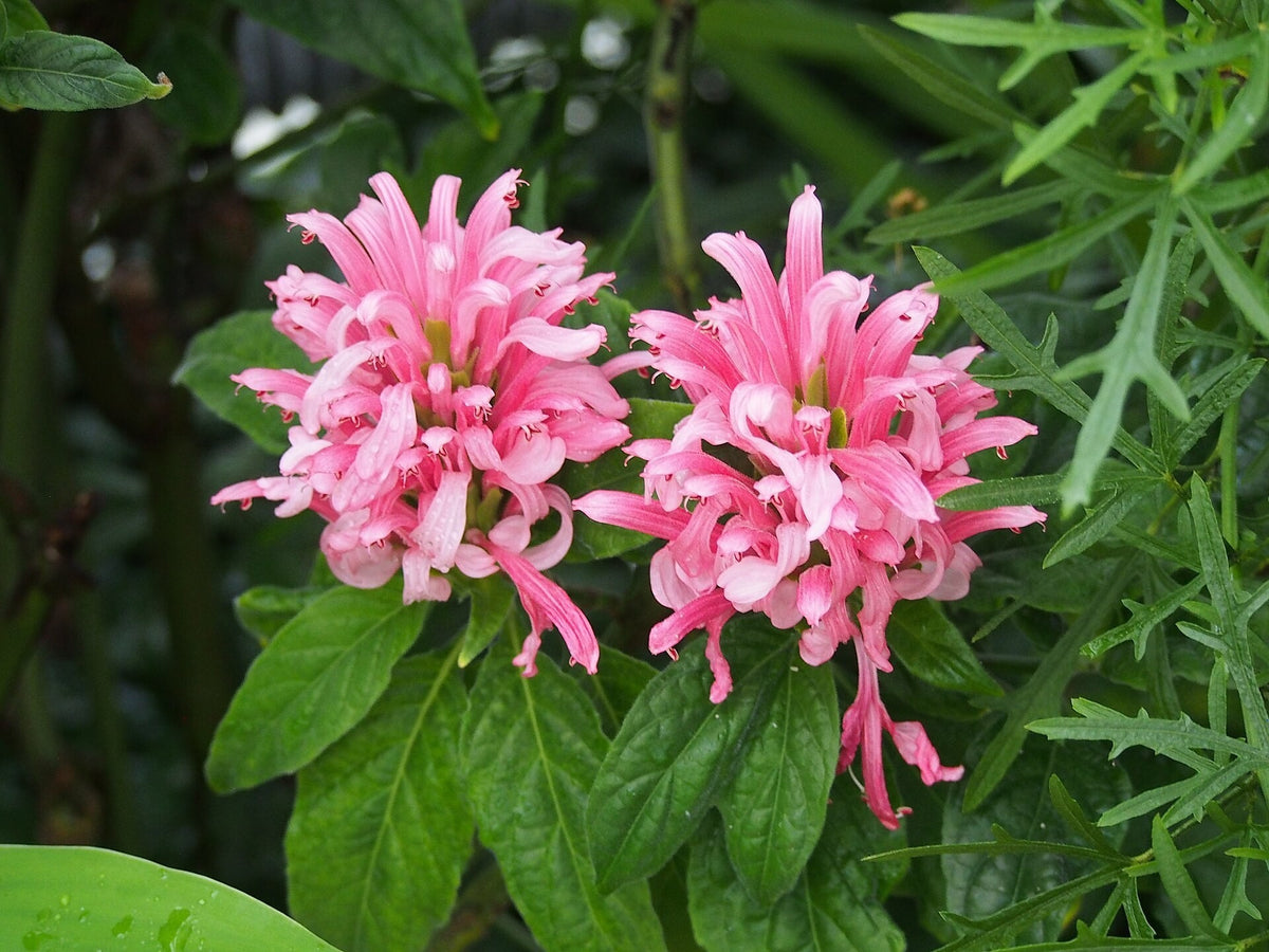 Justicia carnea 'Jacobina Pink' live plant ready to ship
