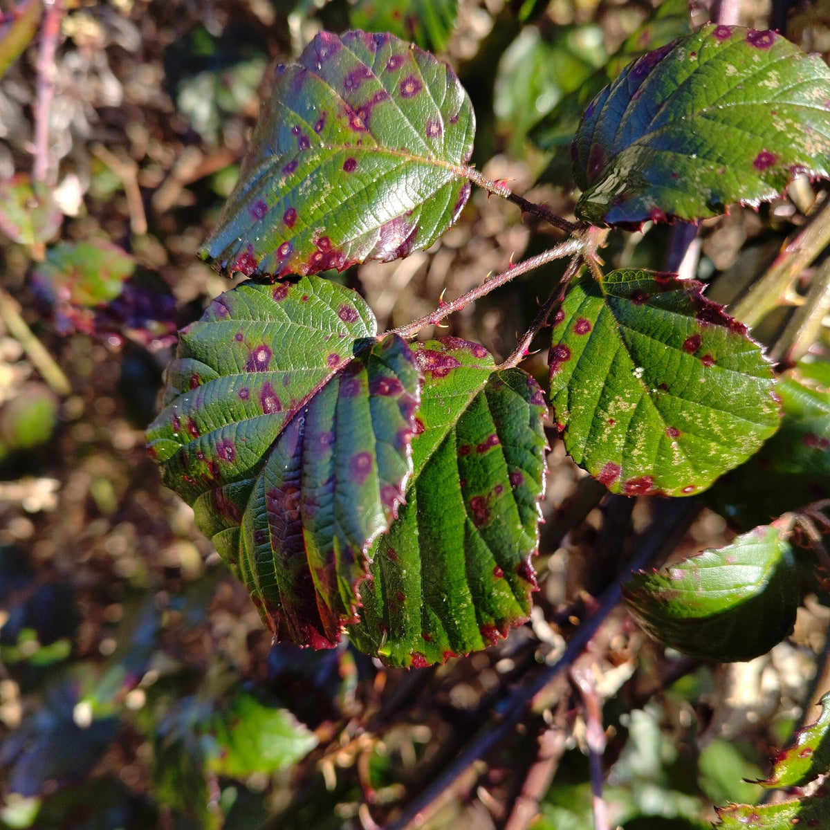 Blackberry 'Twilight' (Rubus) live plant pack of 1