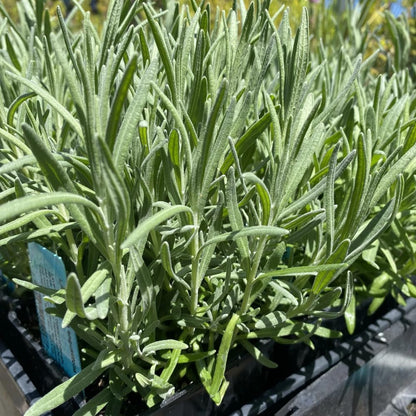 Lavender 'Goodwin Creek' bare-root starter plant