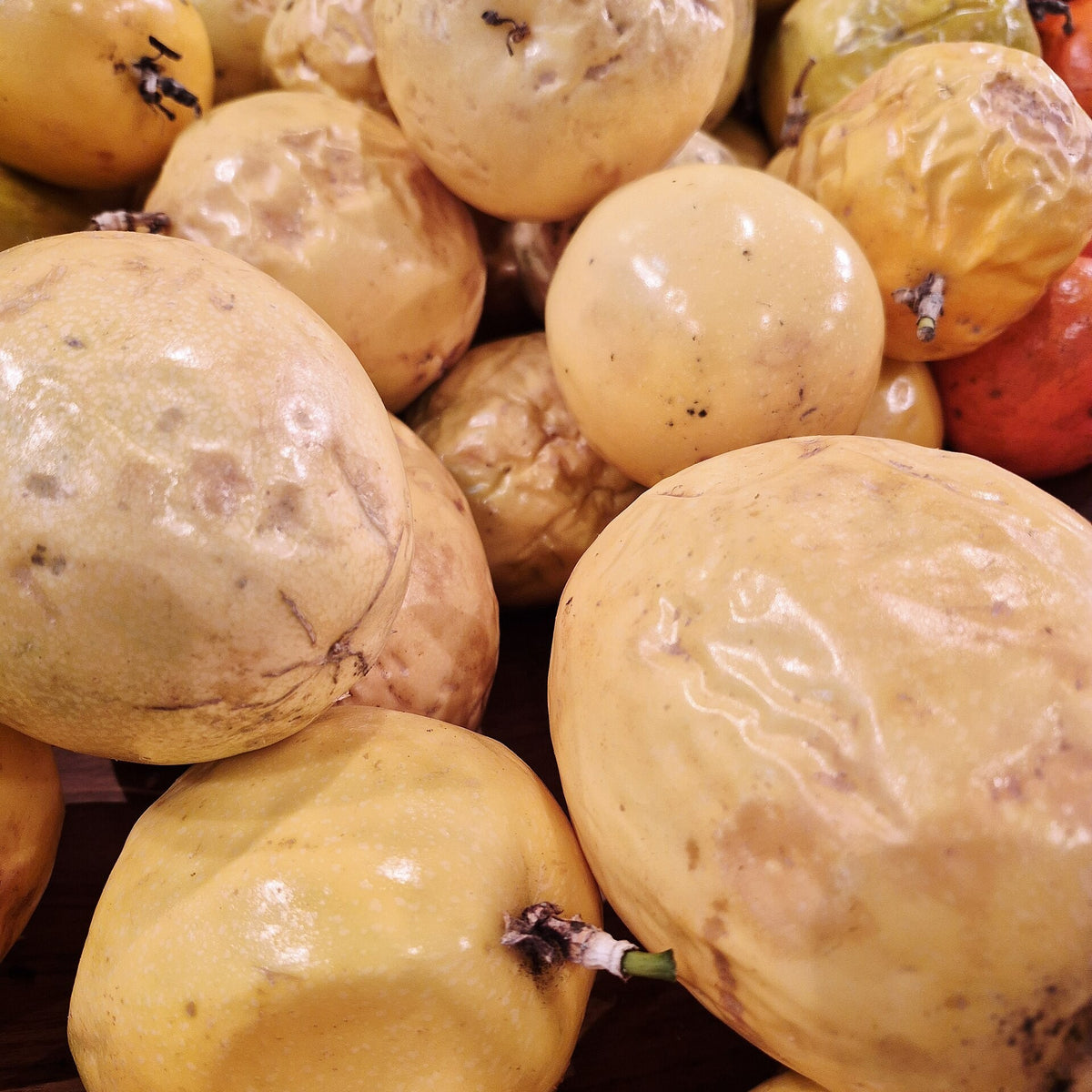 Jamaican Golden Passion Fruit live plant from Florida Plants Nursery