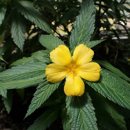 Turnera 'Sundrop' bare-root starter plant
