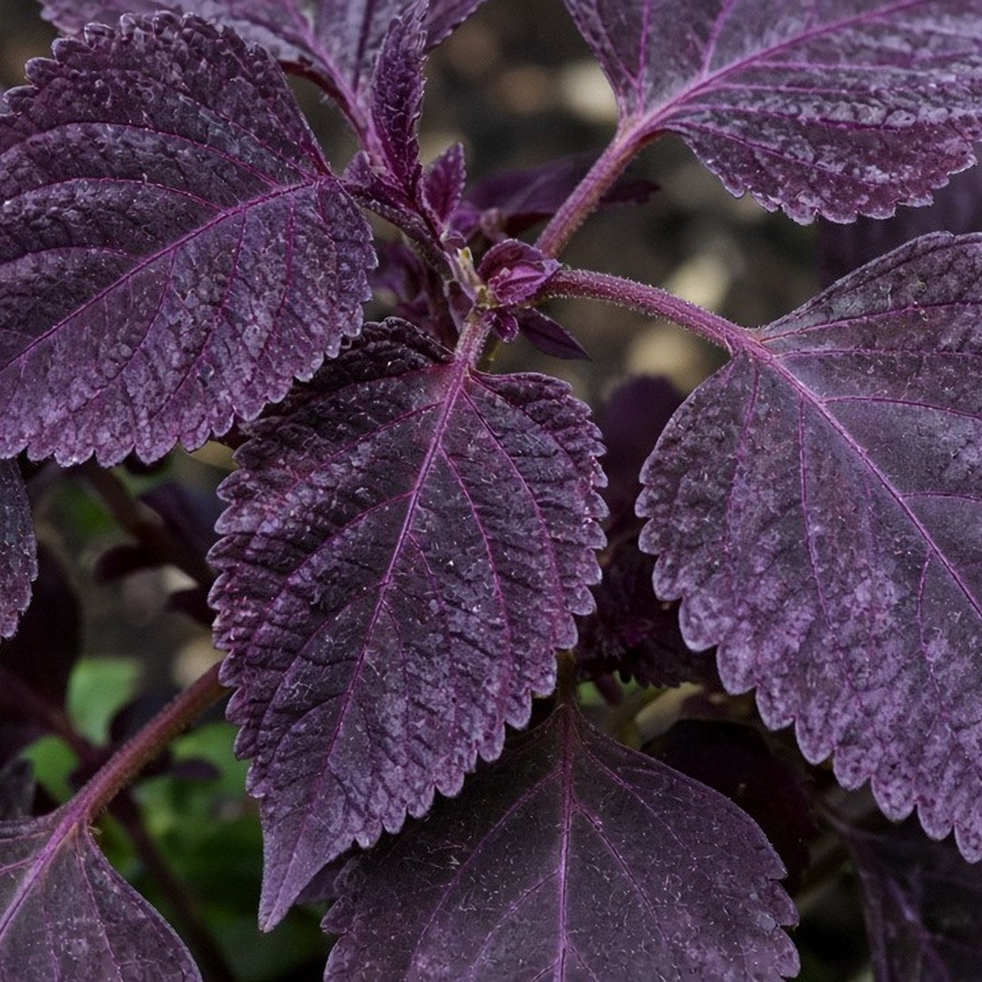 Coleus 'Blueberry Reka' live plant from Florida Plants Nursery