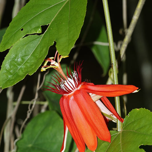 Passiflora vitifolia (Scarlet Passion Flower) live plant for sale