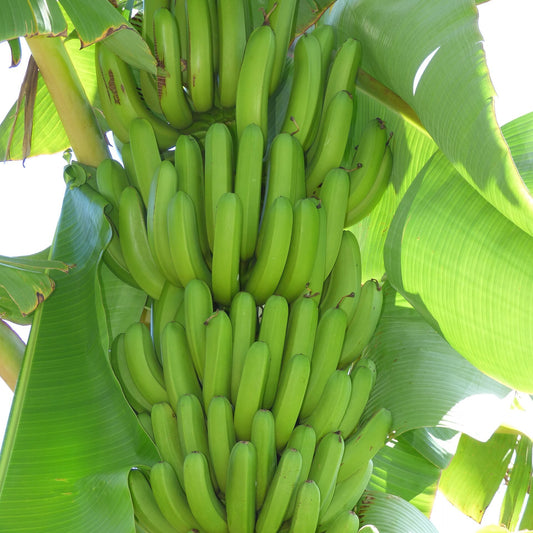 Banana 'Double Mahoi' live plant for sale
