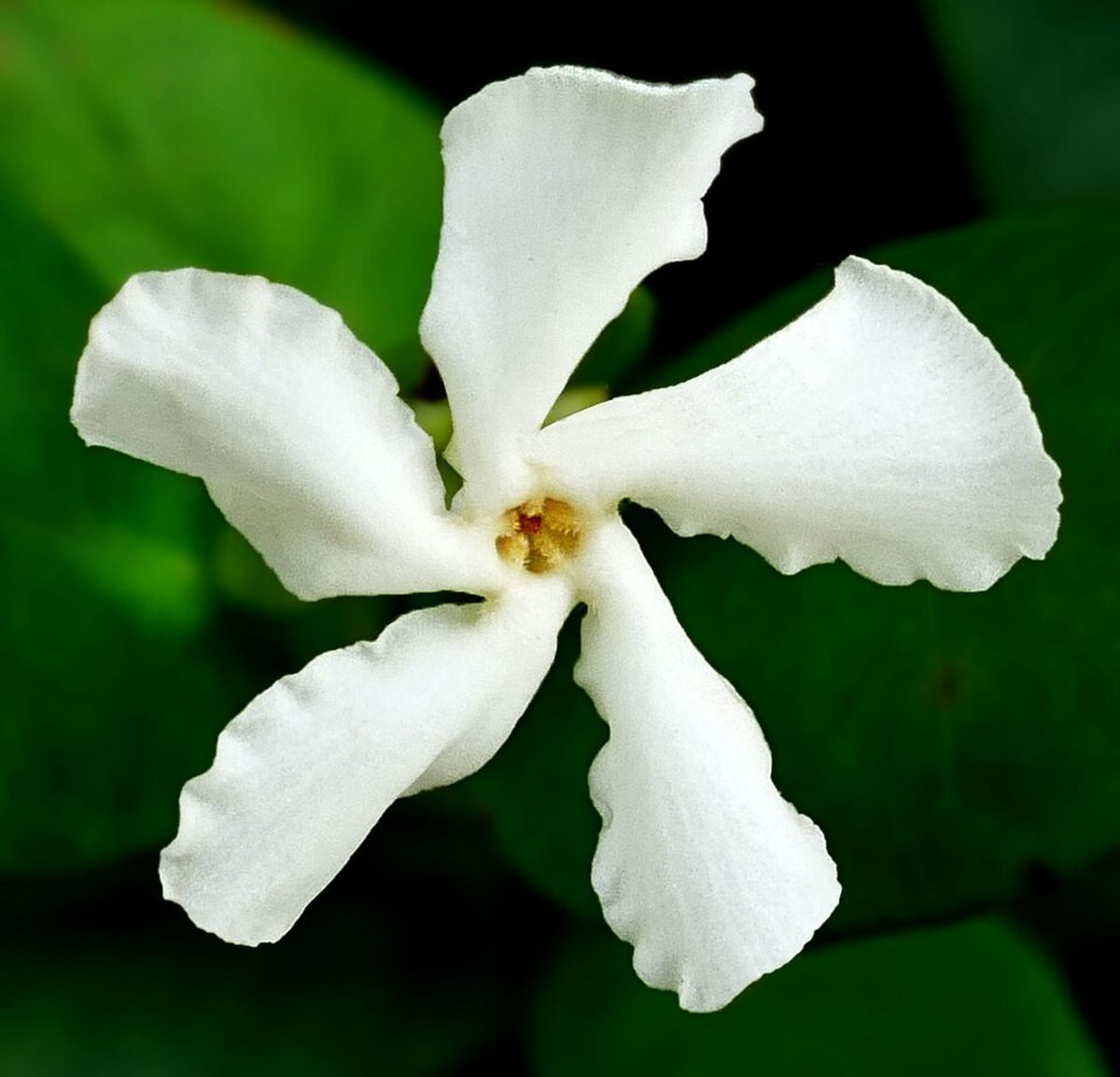 Confederate Jasmine live plant ready to ship