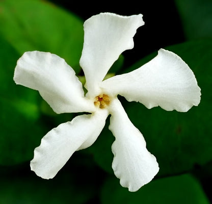 Confederate Jasmine live plant ready to ship