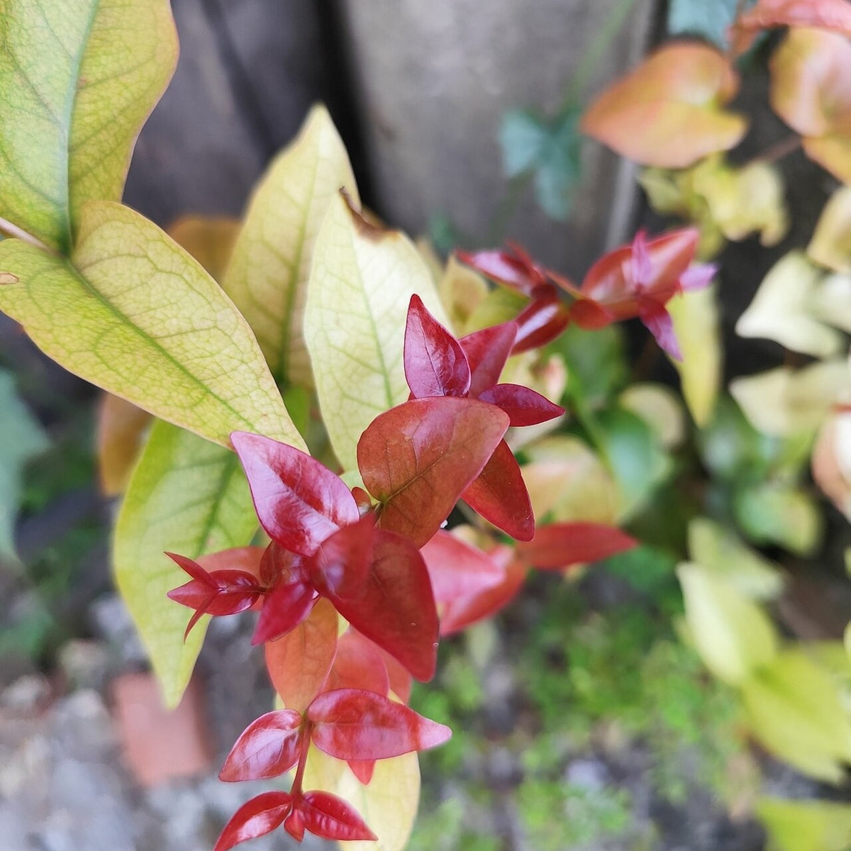 Surinam Cherry live plant pack of 1