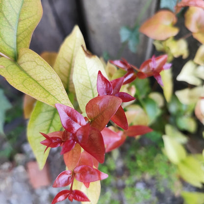Surinam Cherry live plant pack of 1
