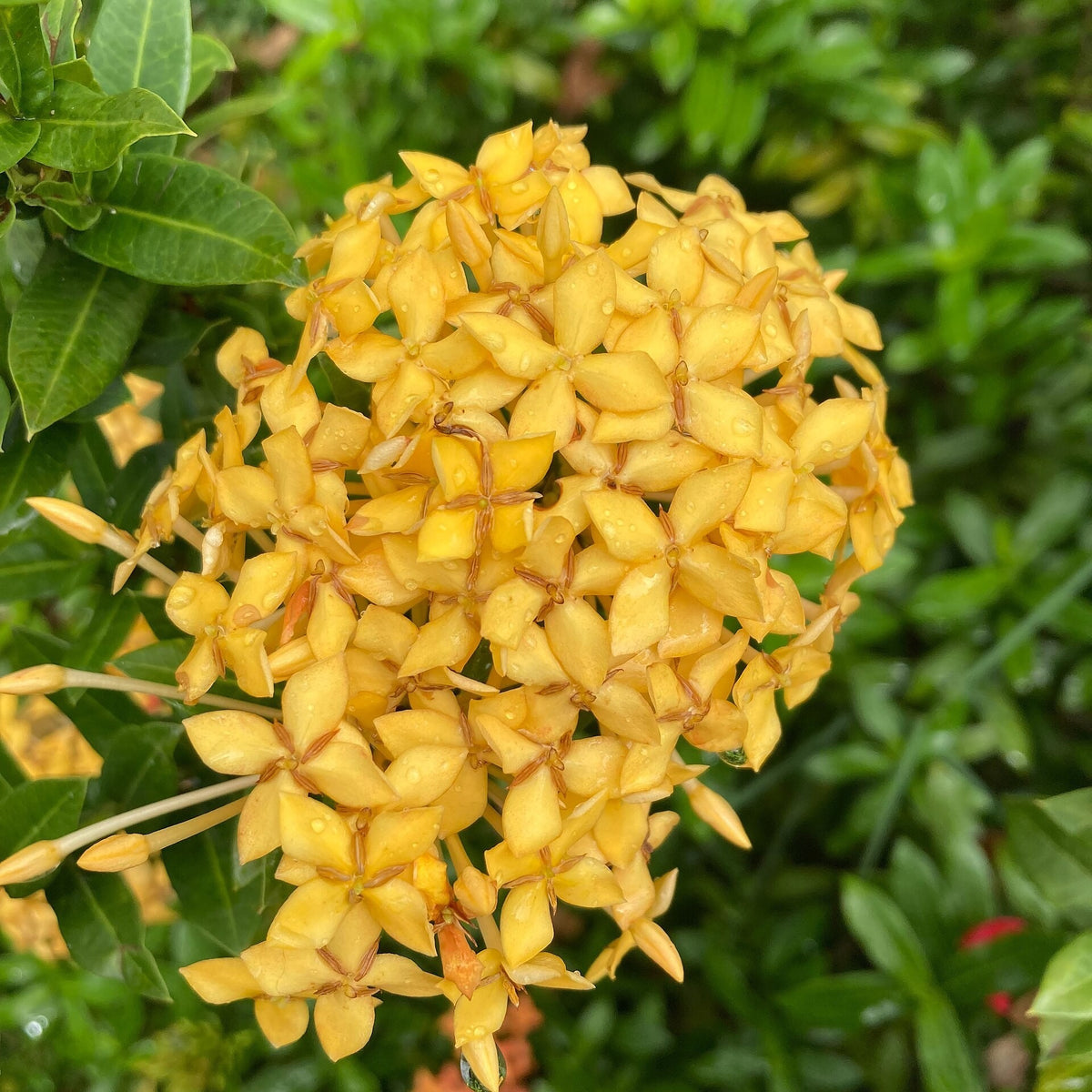 Ixora 'Maui Yellow' bare-root starter plant