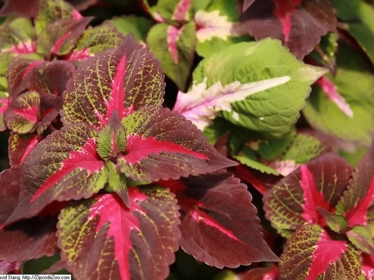 Coleus 'Magilla Perilla' live plant pack of 2