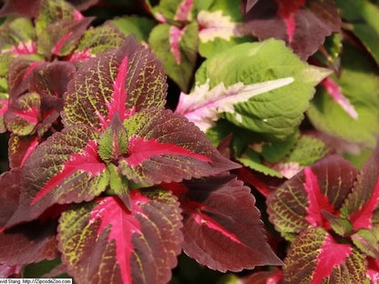 Coleus 'Magilla Perilla' live plant pack of 2